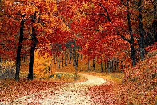 Fall, Autumn, Red, Season, Woods, Nature